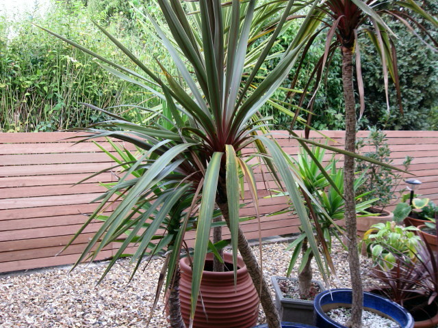 Hardwood Maranti Trellis