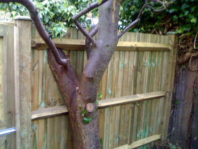 Close board built around tree