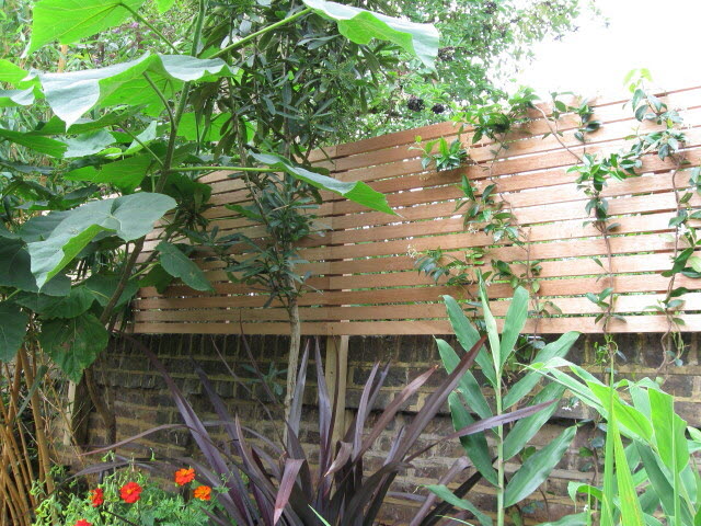 Hardwood latteral Trellis 